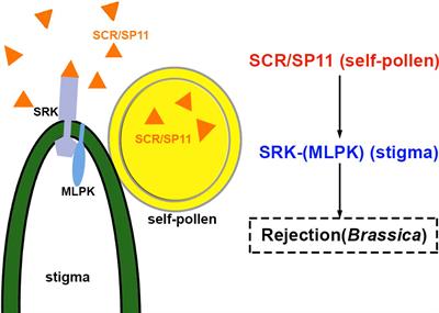 Peptides/receptors signaling during plant fertilization
